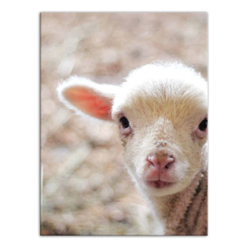 Baby Lamb 12" x 16" Canvas Wall Art
