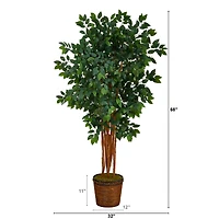 5.5ft. Sakaki Artificial Tree in Wicker Planter