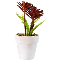 8" Red And Green Succulent Fern In Ceramic White Pot