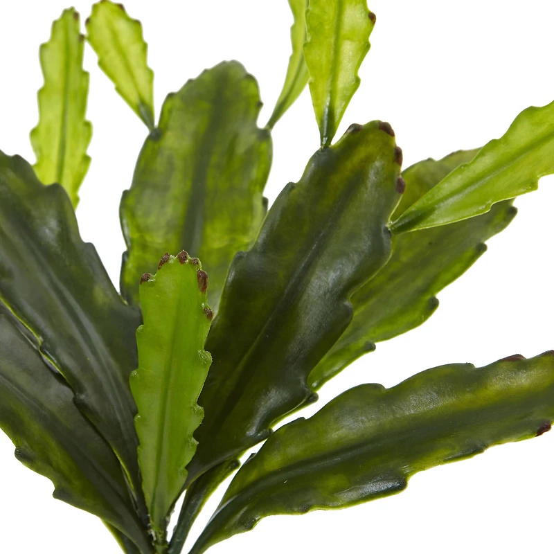 Green Epiphyllum Cactus Plant, 4ct.