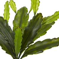 Green Epiphyllum Cactus Plant, 4ct.