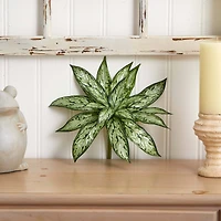 Silver Queen Plant, 6ct.