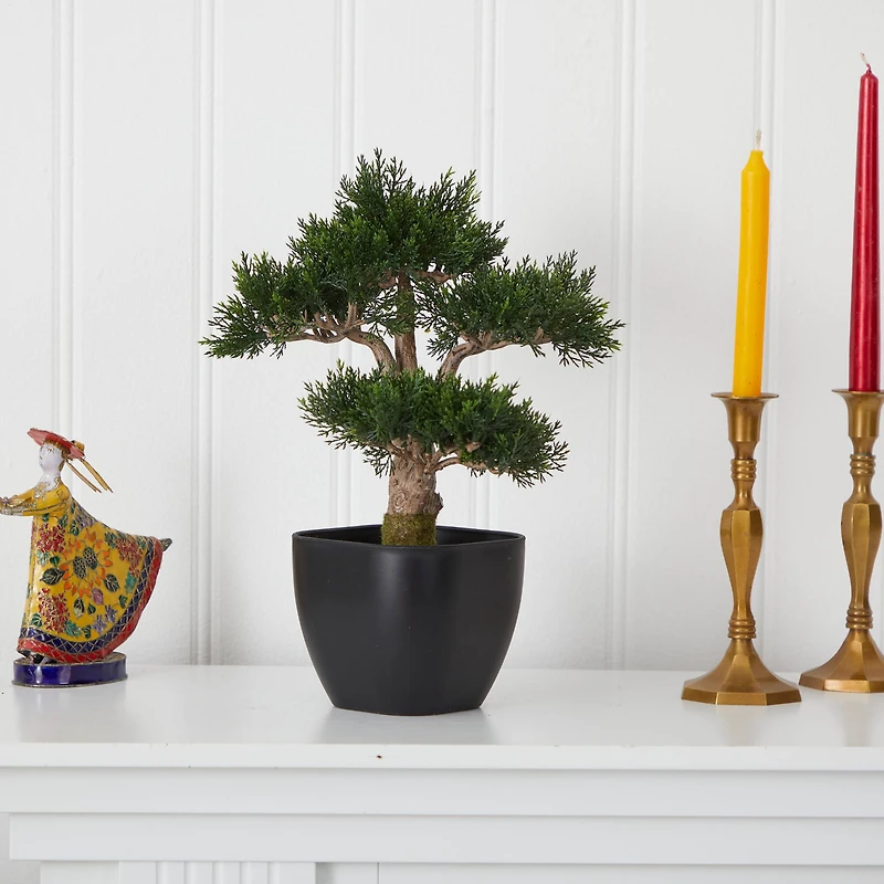 15in. Cedar Bonsai with Black Square Planter