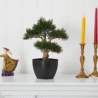 15in. Cedar Bonsai with Black Square Planter