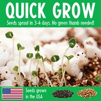 Creativity for Kids Grow N' Glow Terrarium Dinosaur Kit