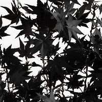 4ft. Pre-Lit Artificial Halloween Black Maple Tree with 180 Orange & Purple LED Lights