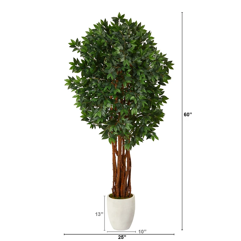 6ft. Lychee Tree in White Planter
