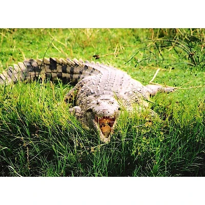 Sparkly Selections Crocodile on the Nile River, Uganda Diamond Painting Kit, Round Diamonds