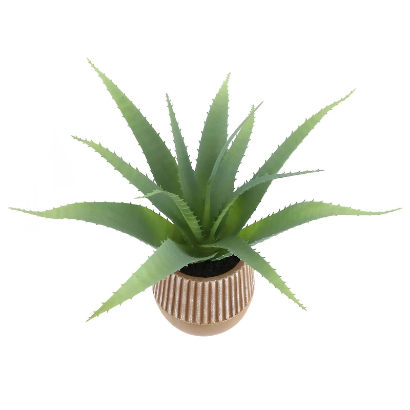 10.5" Echeveria in Terra Cotta Pot by Ashland®