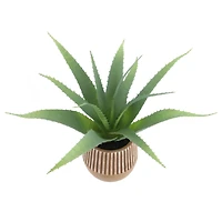 10.5" Echeveria in Terra Cotta Pot by Ashland®