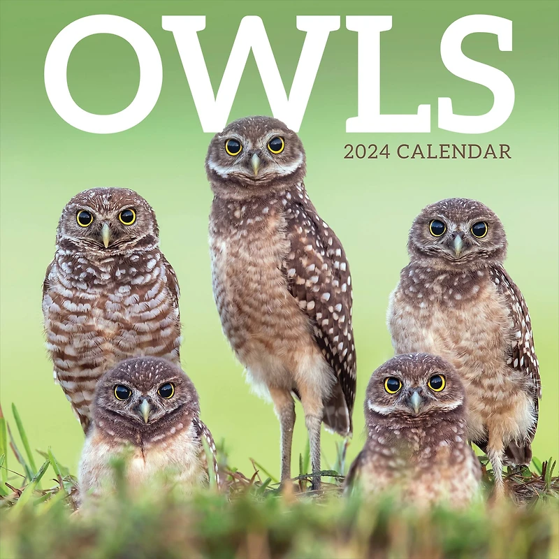 TF Publishing 2024 Owls Wall Calendar