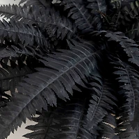40in. Artificial Halloween Black Boston Fern - Set of 2