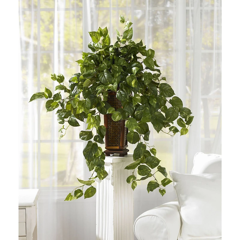 3ft. Vining Pothos with Bamboo Vase