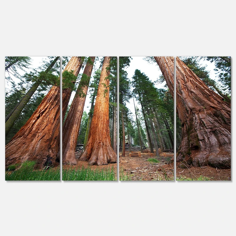 Designart - Three Large Sequoya Trees