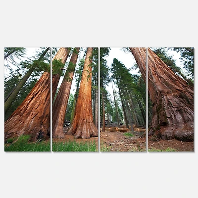 Designart - Three Large Sequoya Trees