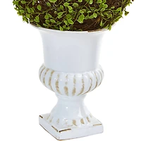 18" Mohlenbechia Ball Topiary in White Urn
