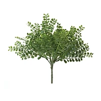 Fern Bush, 12ct.