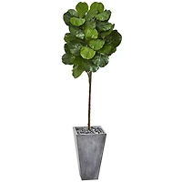 6.2ft. Fiddle Leaf Artificial Tree in Cement Planter