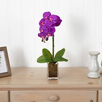 24" Moth Orchid Arrangement in Vase