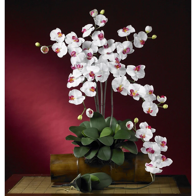 White Moth Orchid Stem, 6ct.