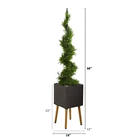5.5ft. Cypress Spiral Topiary Tree in Black Planter with Stand