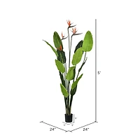 5ft. Potted Bird of Paradise Palm Tree