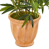 4.5ft. Bamboo Tree in Terracotta Planter