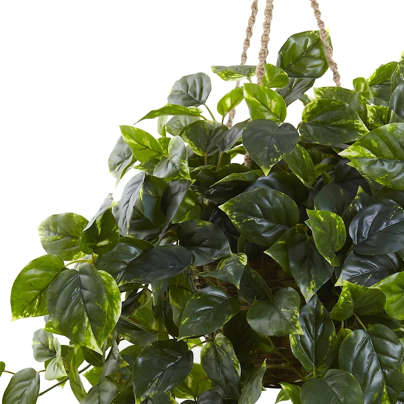 3ft. Pothos Hanging Basket