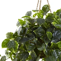 3ft. Pothos Hanging Basket