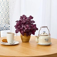 12" Basil Plant in Ceramic Planter