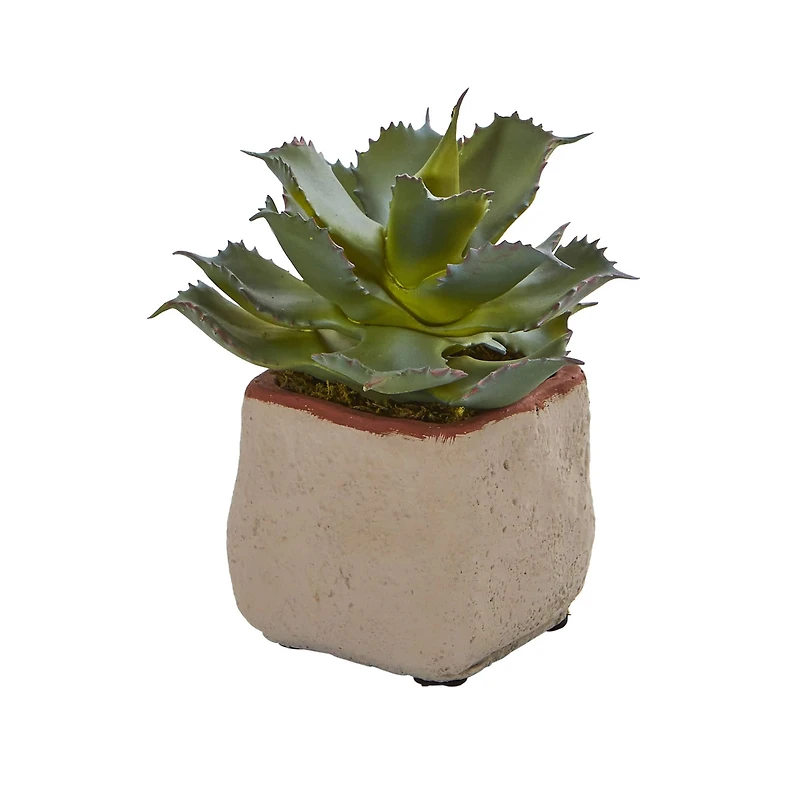 6" Potted Mixed Succulent Plants, 4ct.