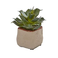 6" Potted Mixed Succulent Plants, 4ct.