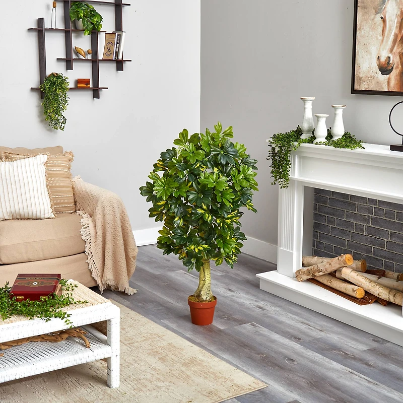 4ft. Potted Schefflera Tree