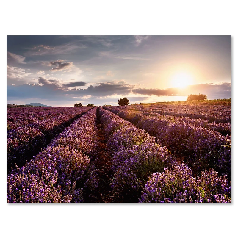 Designart - Sunrise & Dramatic Clouds Over Lavender Field V