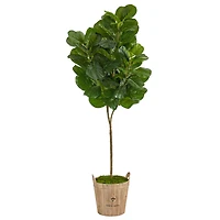 6ft. Fiddle Leaf Fig Tree in Farmhouse Planter