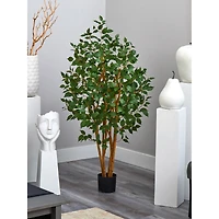 5ft. Potted Ficus Tree