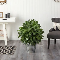 3ft. Silver King Plant in Decorative Tin Bucket