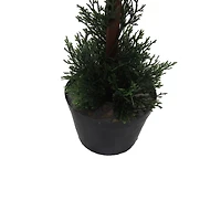 3ft. Potted Cedar Double Ball Topiary Tree