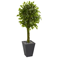 5ft. UV Resistant Braided Ficus Artificial Tree in Slate Planter