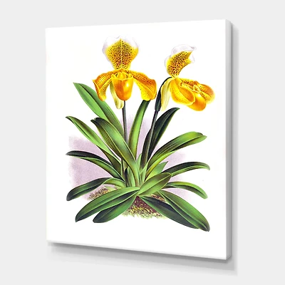 Designart - Vintage Yellow Orchid