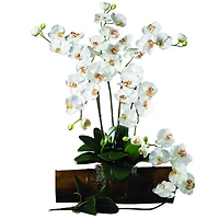 Cream Moth Orchid Stem, 6ct.