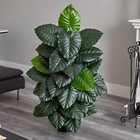 4ft. Potted Taro Plant