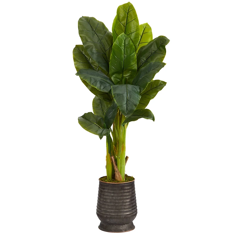 4ft. Triple Stalk Banana Tree in Ribbed Metal Planter