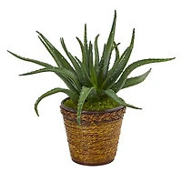 16" Aloe in Basket
