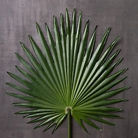 8 Pack: Green Fan Palm Stem by Ashland®