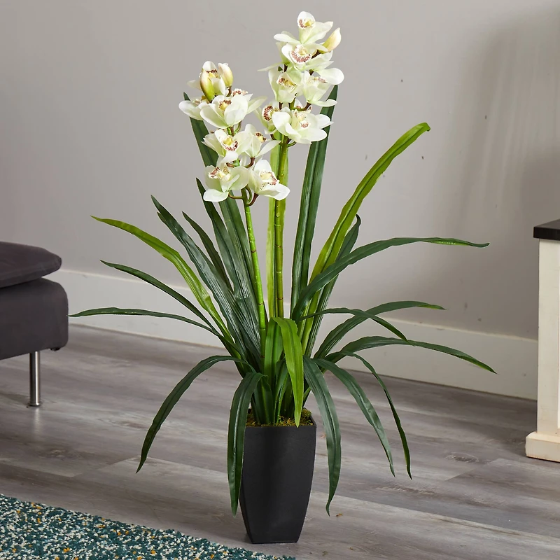 3ft. Boat Orchid Plant in Planter