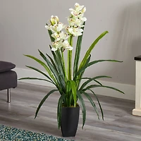 3ft. Boat Orchid Plant in Planter