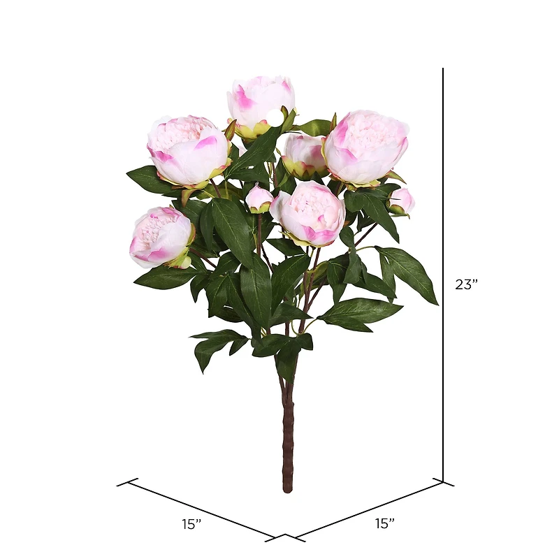 Cream & Pink Peony Bush