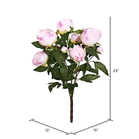 Cream & Pink Peony Bush