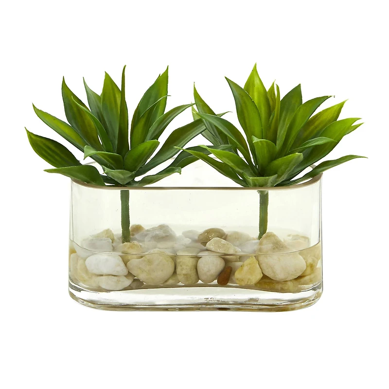 6.5" Mini Agave Succulent Arrangement in Glass Vase